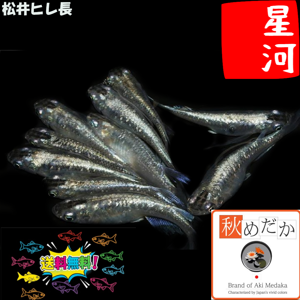松井ヒレ長 星河(ラメ入り) 10匹 5ペア