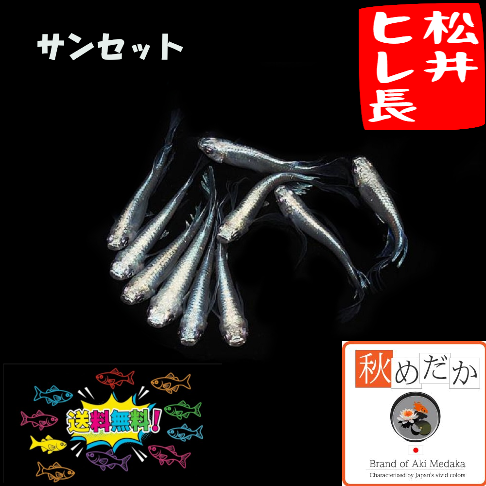 松井ヒレ長  サンセット10匹 5ペア