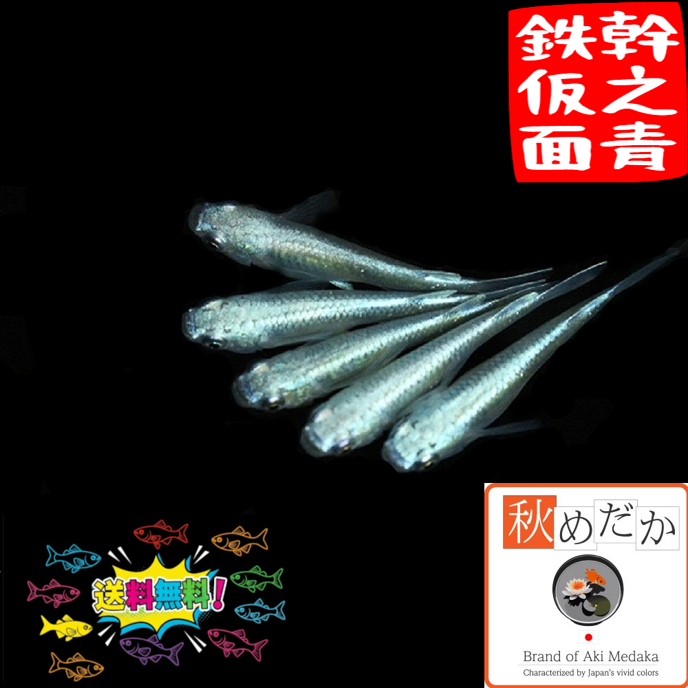 幹之青鉄仮面 10匹 5ペア