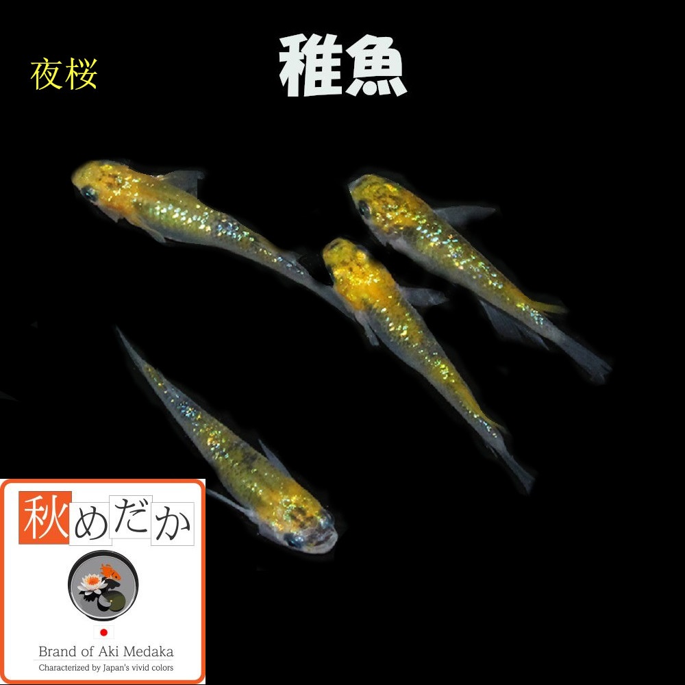稚魚(1～2cm)夜桜10匹無選別