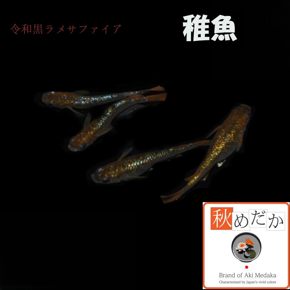 稚魚(1～2cm)令和 黒ラメ サファイア系 10匹無選別