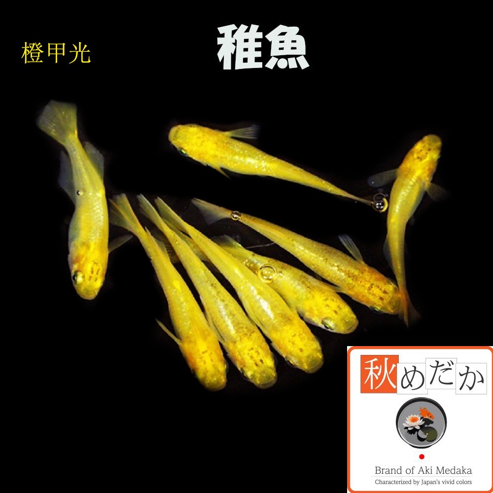 稚魚(1～2cm) 橙甲光 10匹無選別