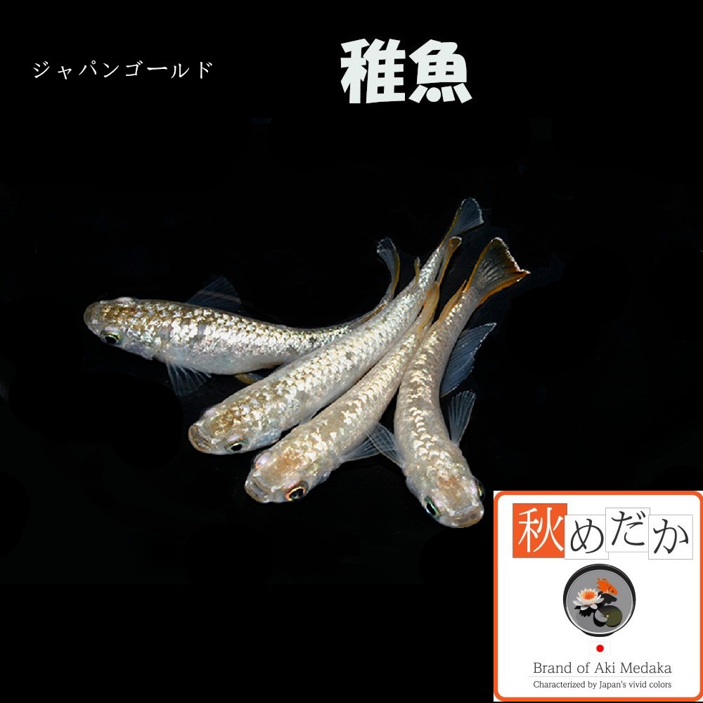 稚魚(1～2cm)  ジャパンゴールド10匹無選別