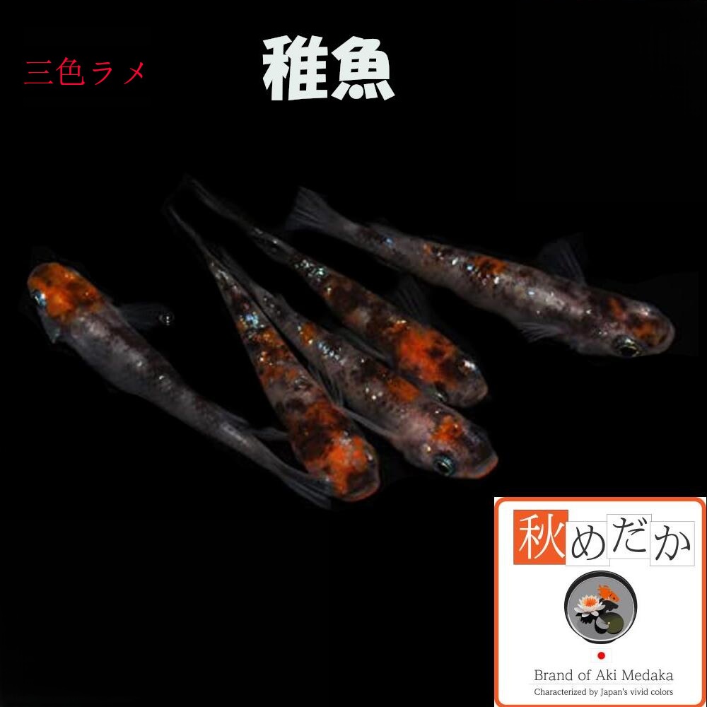 稚魚(1～2cm)三色ラメ10匹無選別