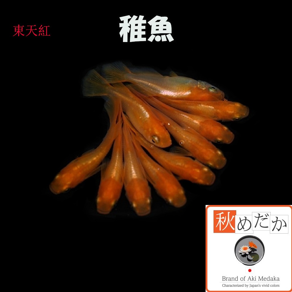 稚魚(1～2cm) 東天紅 15匹無選別