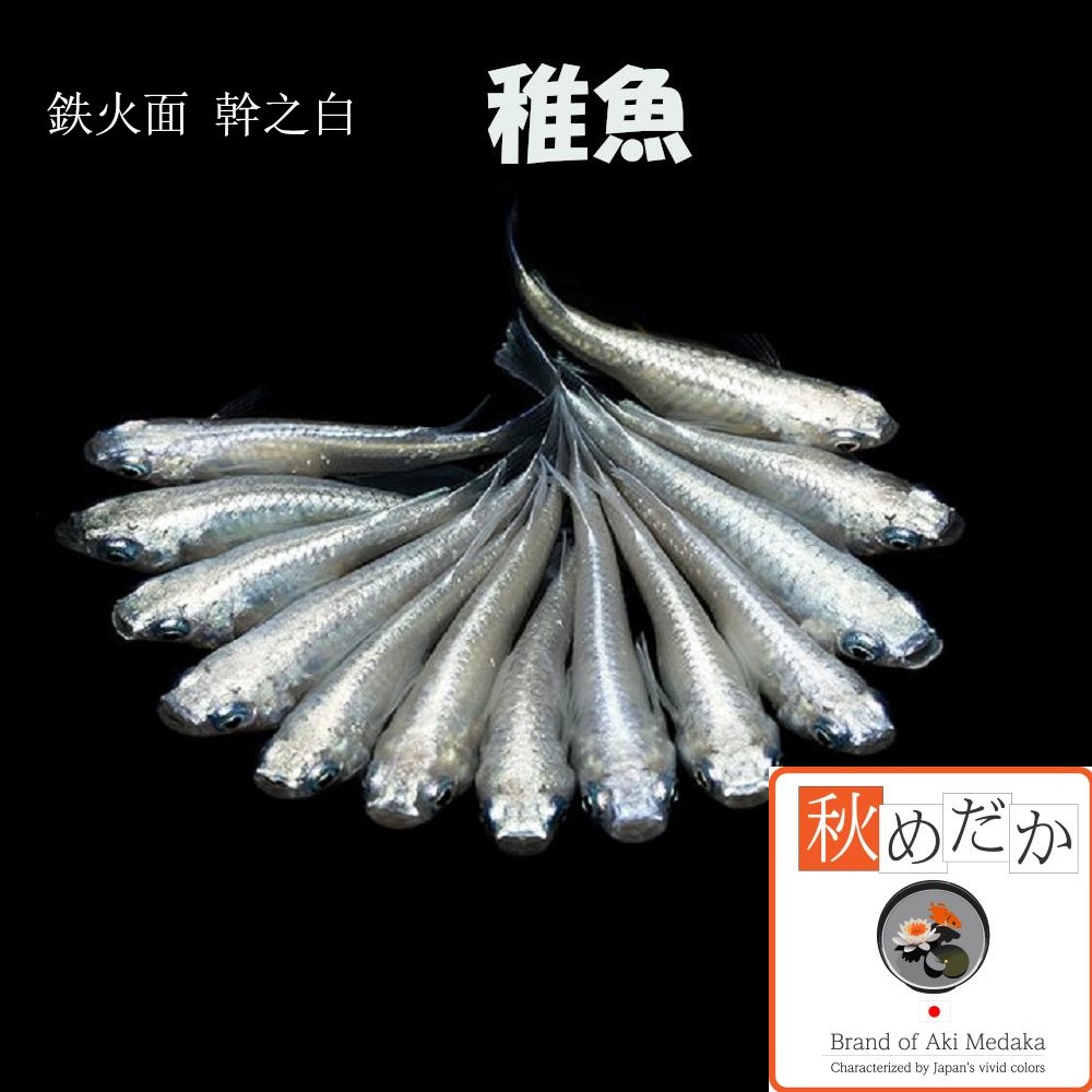 稚魚(1～2cm) 鉄仮面幹之白10匹無選別