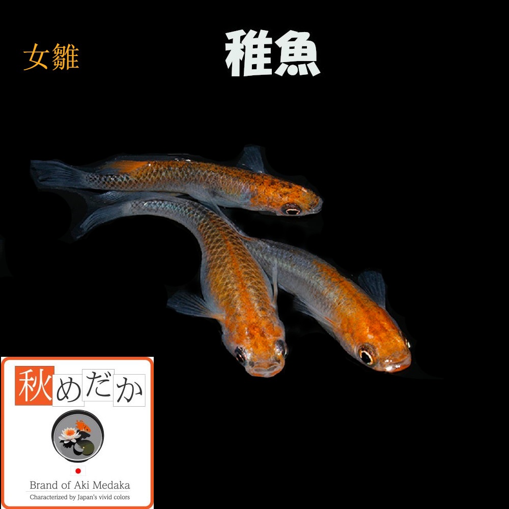 稚魚(1～2cm)女雛10匹無選別