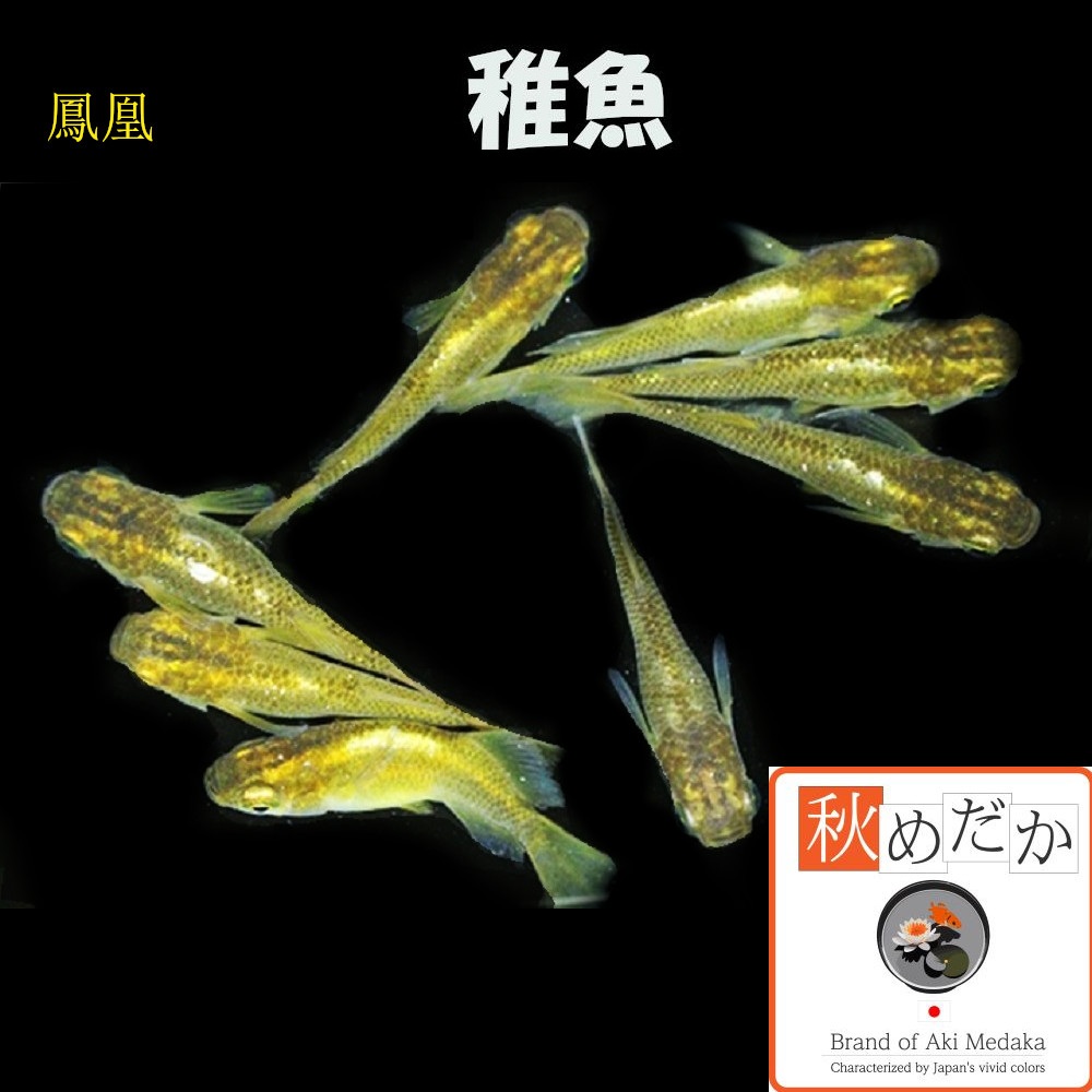 稚魚(1～2cm) 鳳凰 10匹無選別