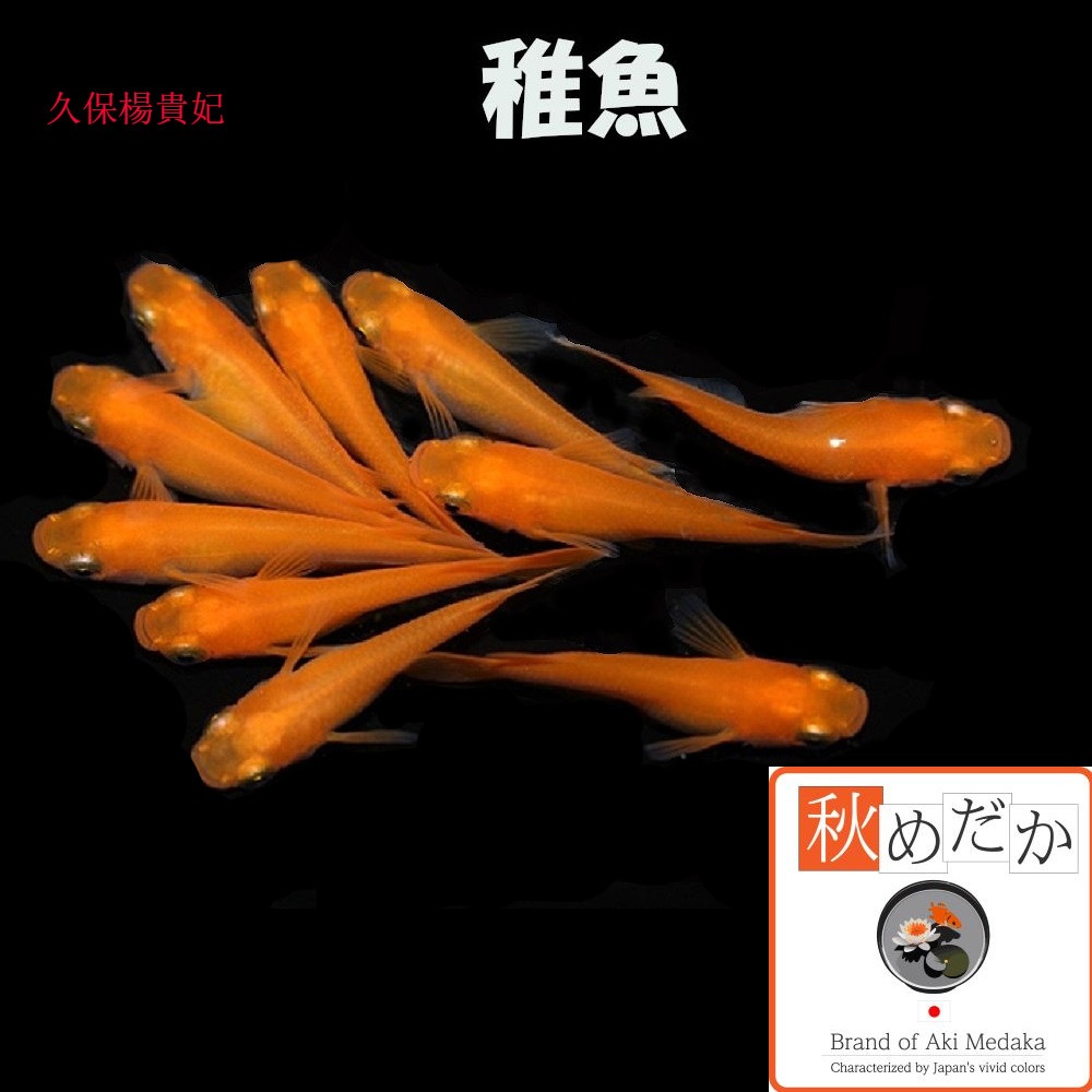稚魚(1～2cm)久保楊貴妃20匹無選別