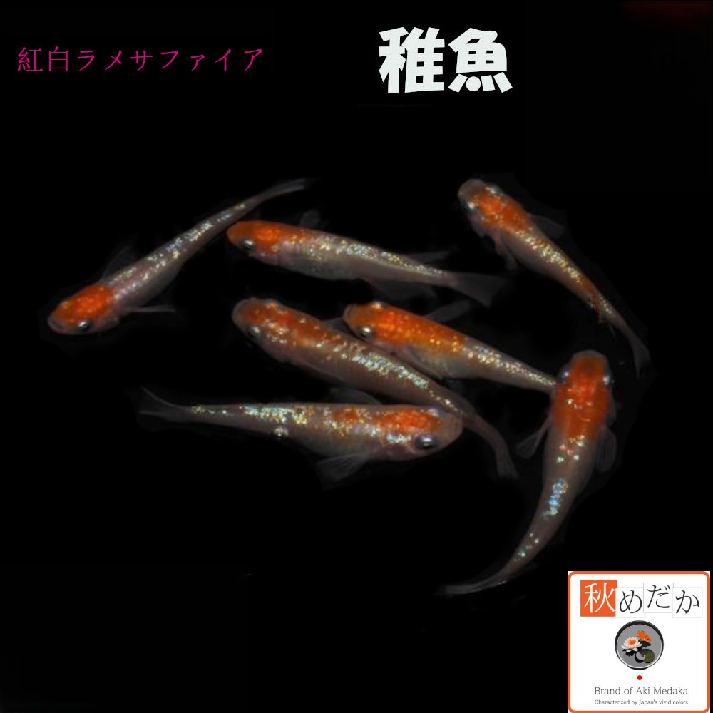 稚魚(1～2cm) 紅白ラメ サファイア系 10匹 無選別
