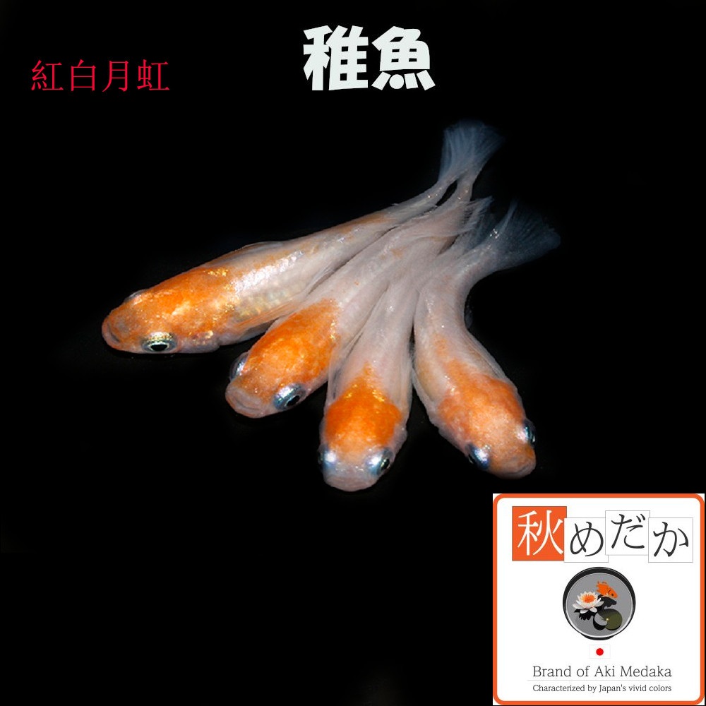 稚魚(1～2cm) 紅白月虹10匹無選別