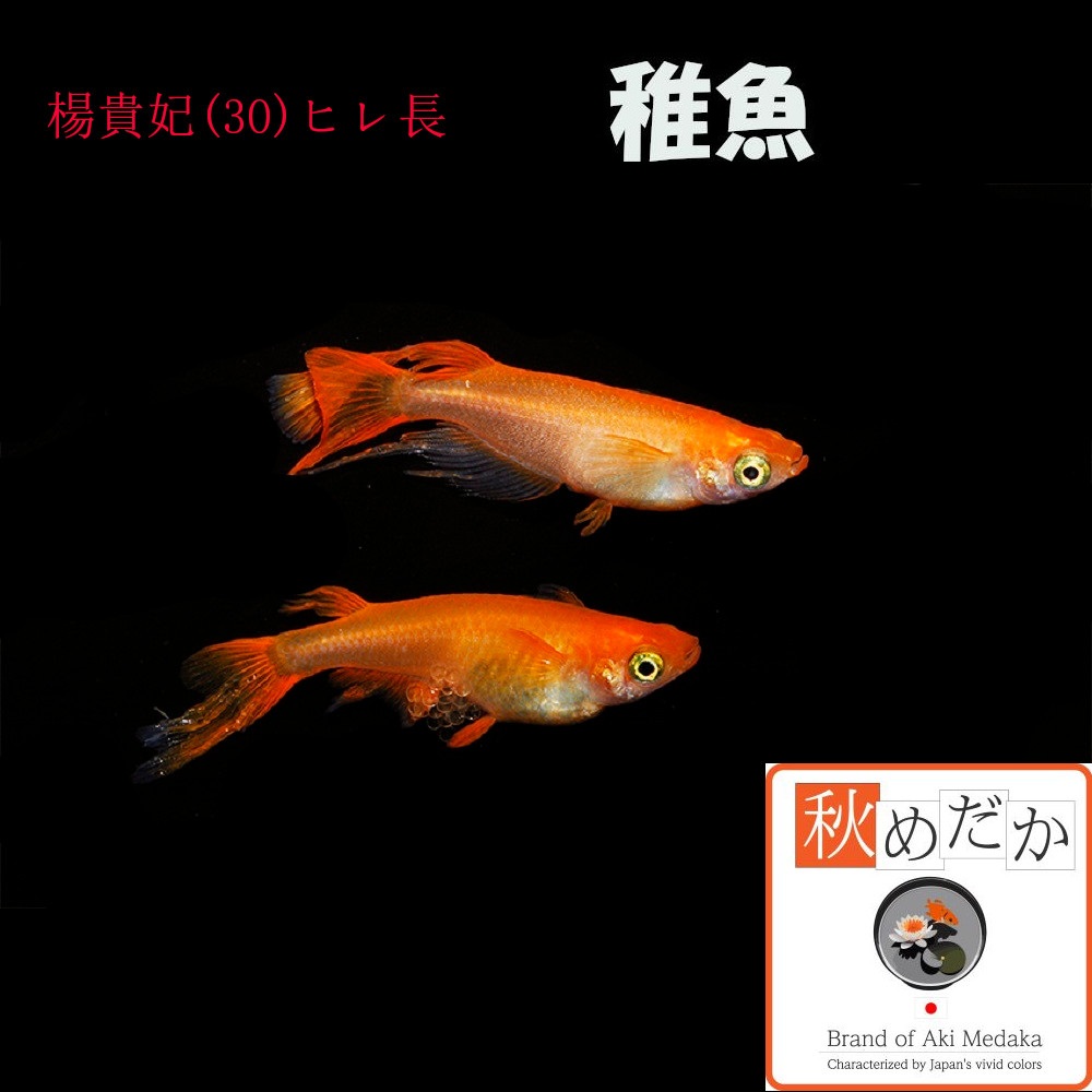 稚魚(1～2cm)楊貴妃(30) ヒレ長 10匹無選別
