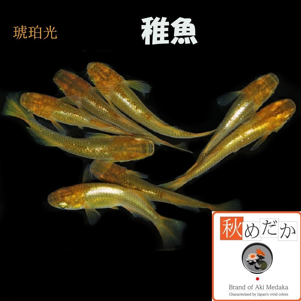 稚魚(1～2cm)琥珀光 10匹無選別
