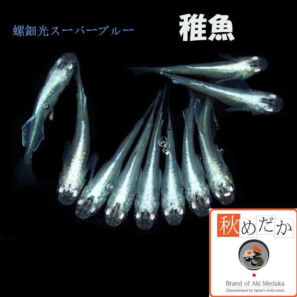 稚魚(1～2cm)螺鈿光スーパーブルー 10匹無選別