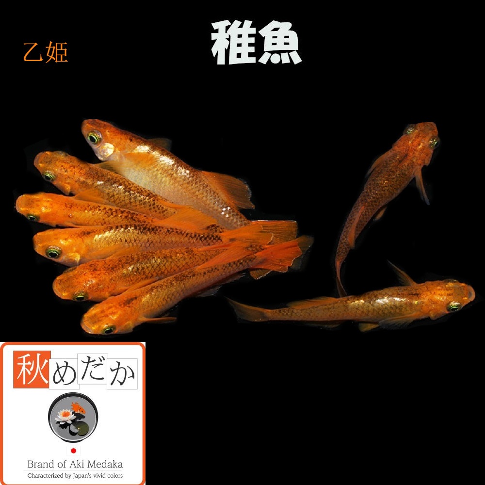 稚魚(1～2cm) 乙姫10匹無選別