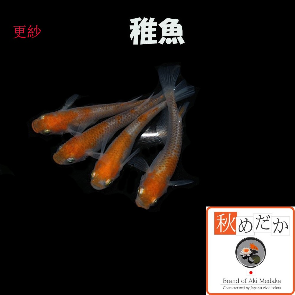 稚魚(1～2cm)更紗 10匹無選別