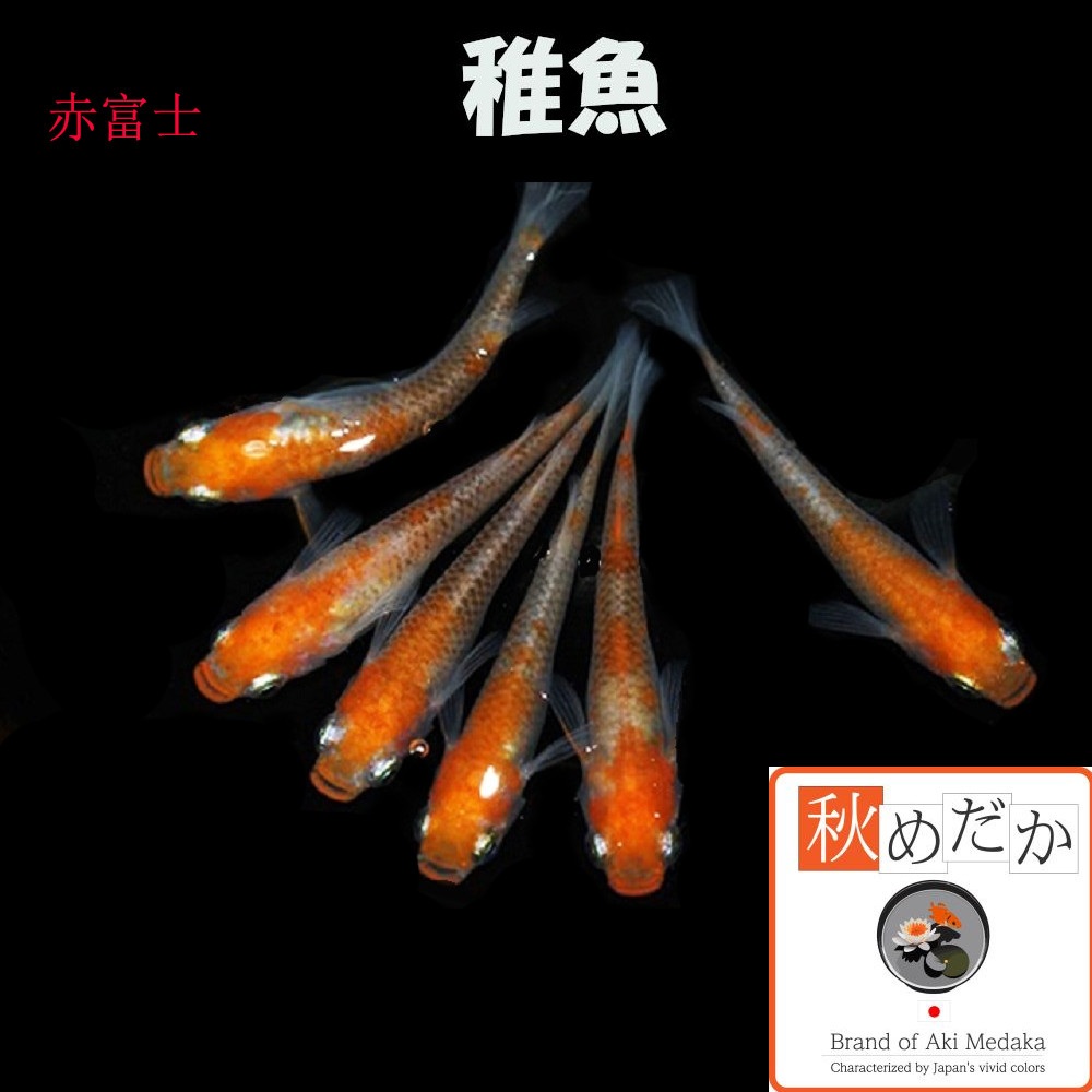 稚魚(1～2cm) 赤富士10匹無選別