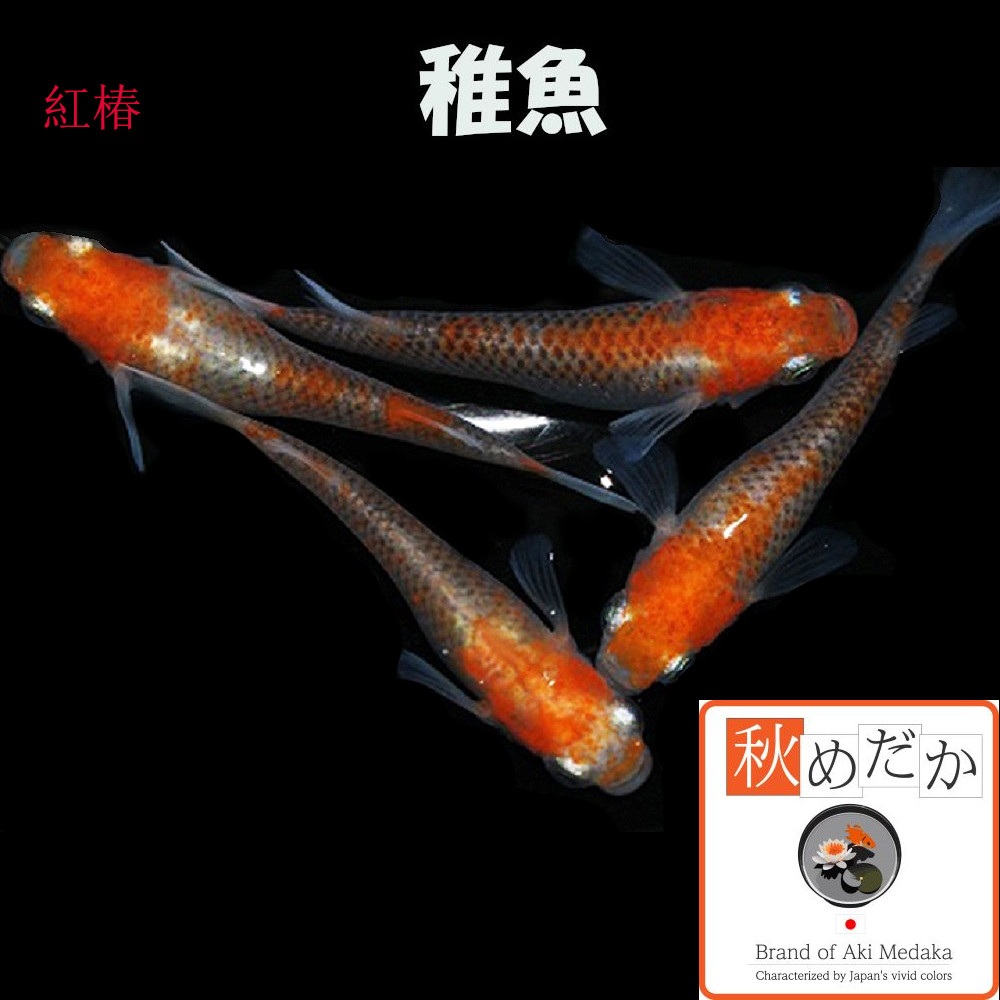 稚魚(1～2cm)紅椿 10匹無選別