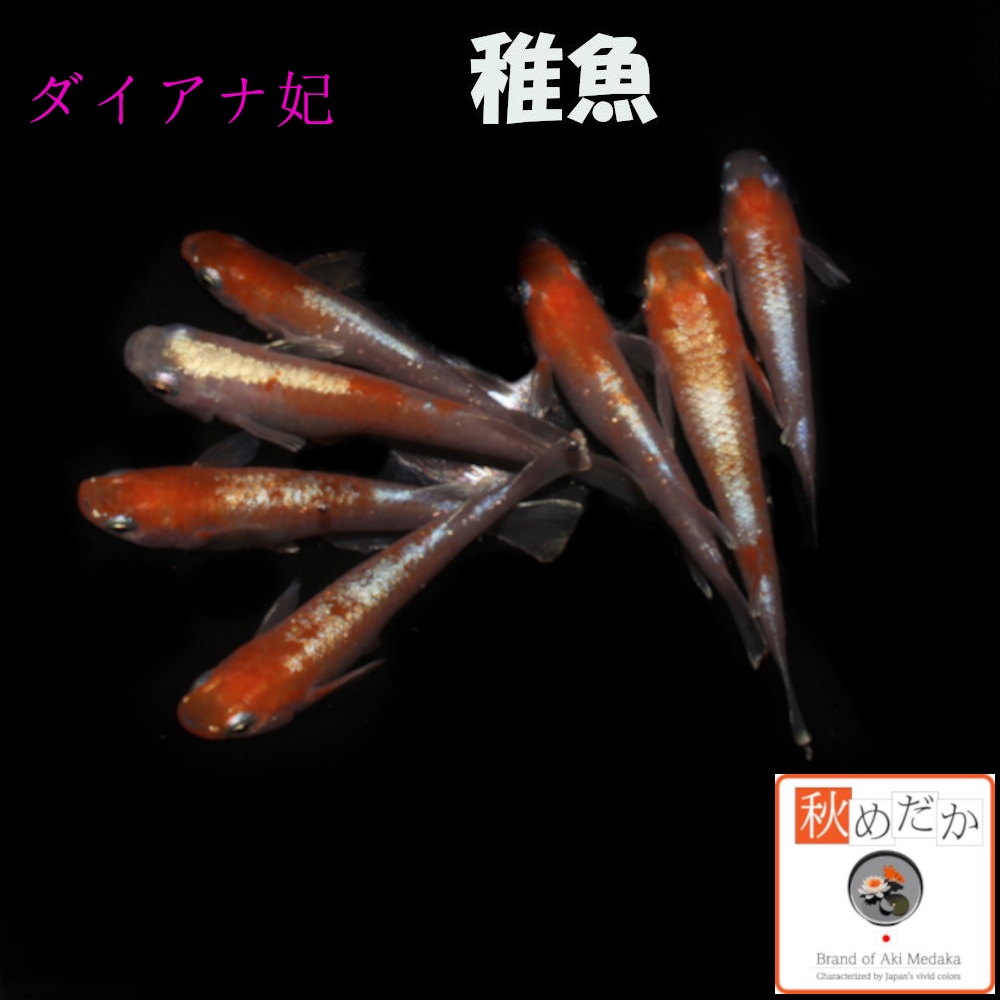 稚魚(1～2cm) ダイアナ妃 10匹無選別