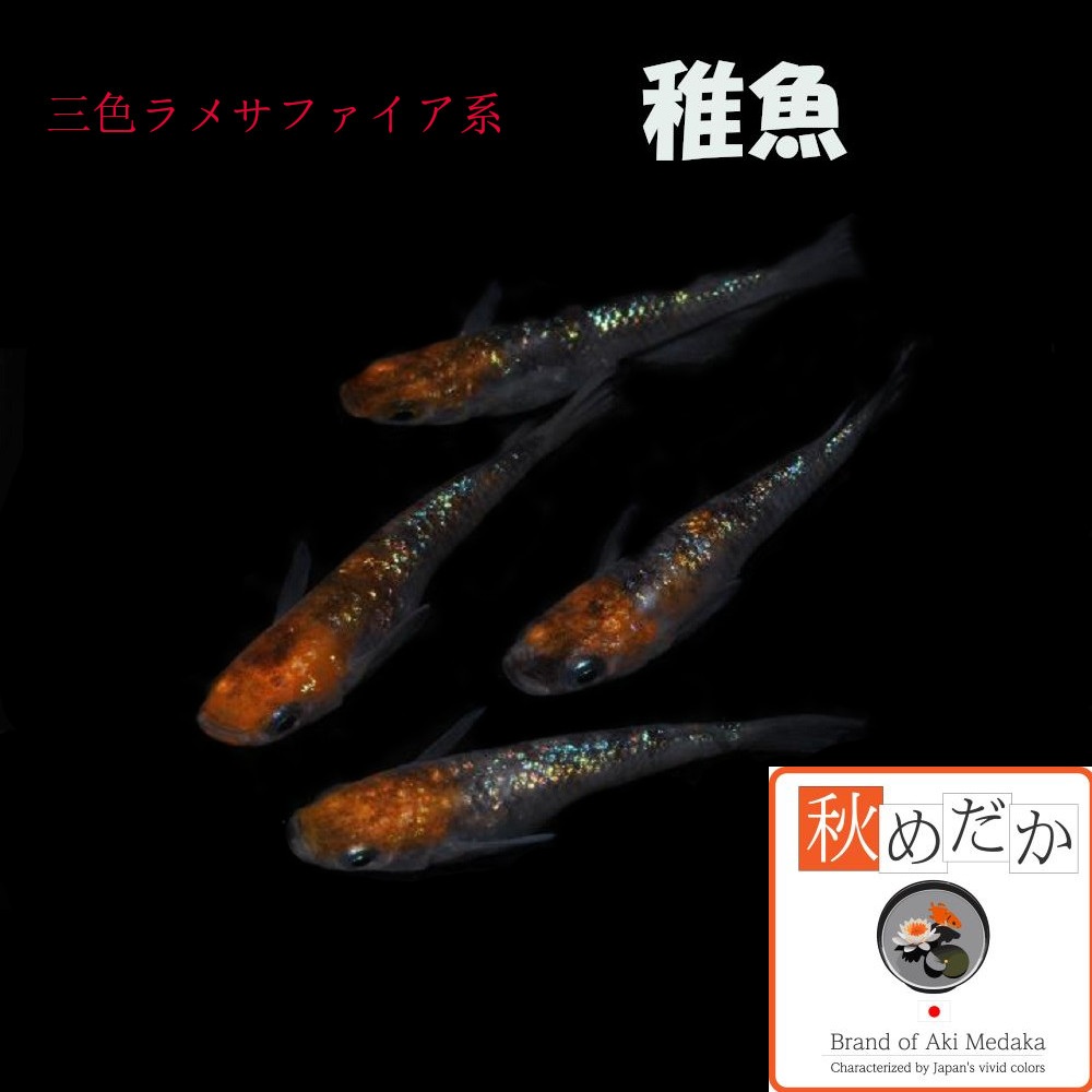 稚魚(1～2cm)三色ラメサファイア系 10匹無選別
