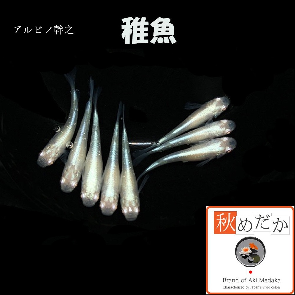 稚魚(1～2cm)アルビノ幹之10匹無選別