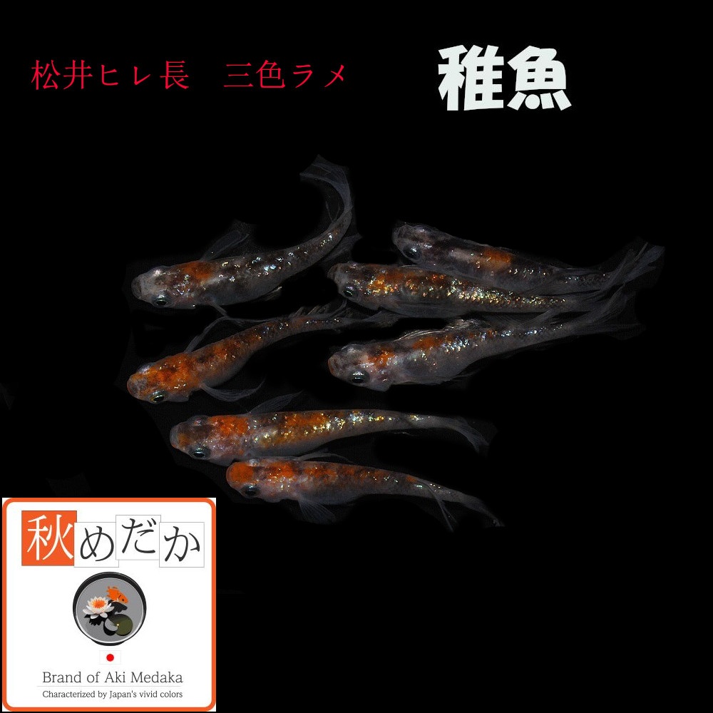 稚魚(1～2cm) 松井ヒレ長 三色ラメ10匹無選別