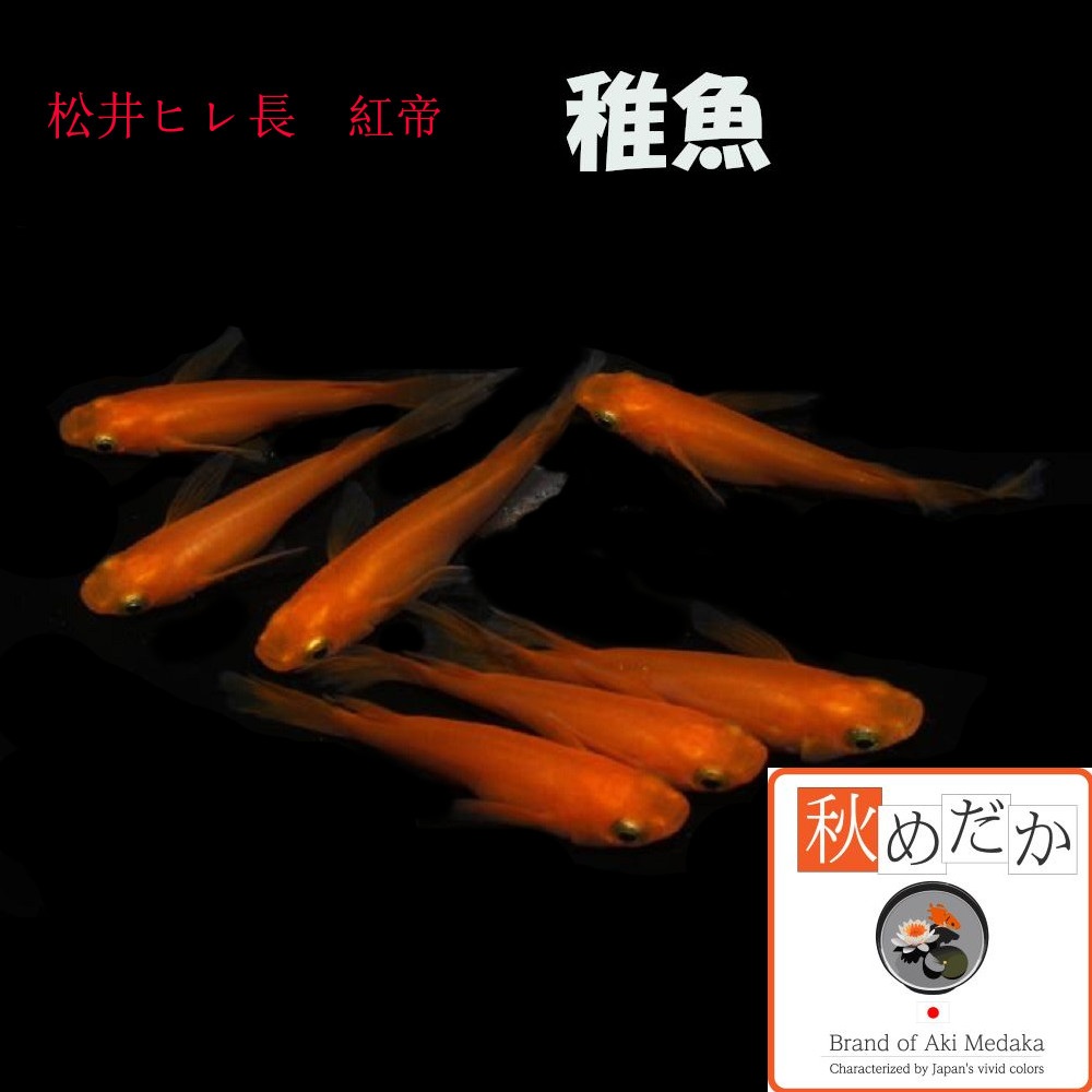稚魚(1～2cm)松井ヒレ長 紅帝 10匹無選別