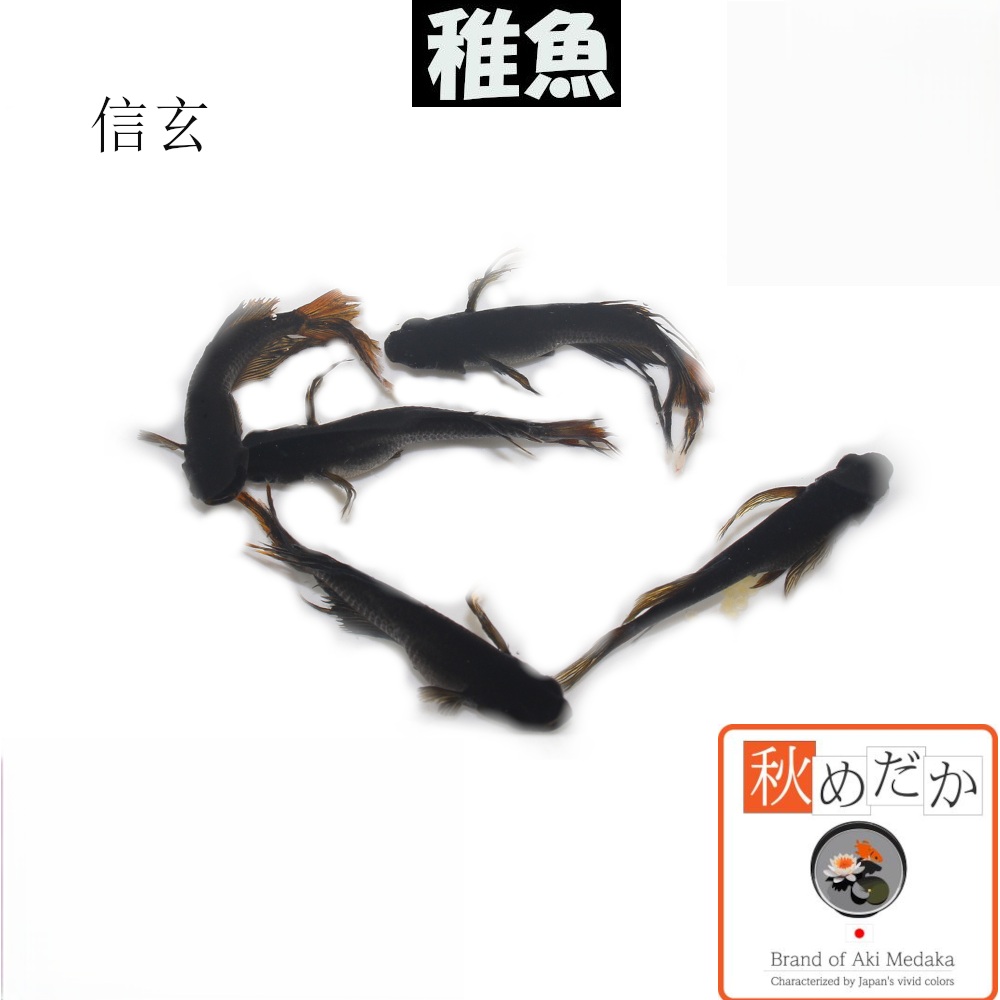 稚魚(1～2cm) 信玄 10匹無選別