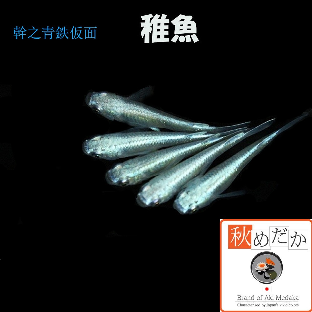 稚魚(1～2cm) 鉄仮面幹之青10匹無選別