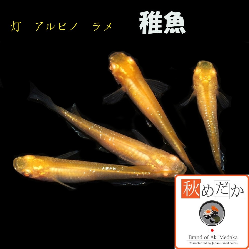 稚魚(1～2cm) 灯アルビノラメ10匹無選別