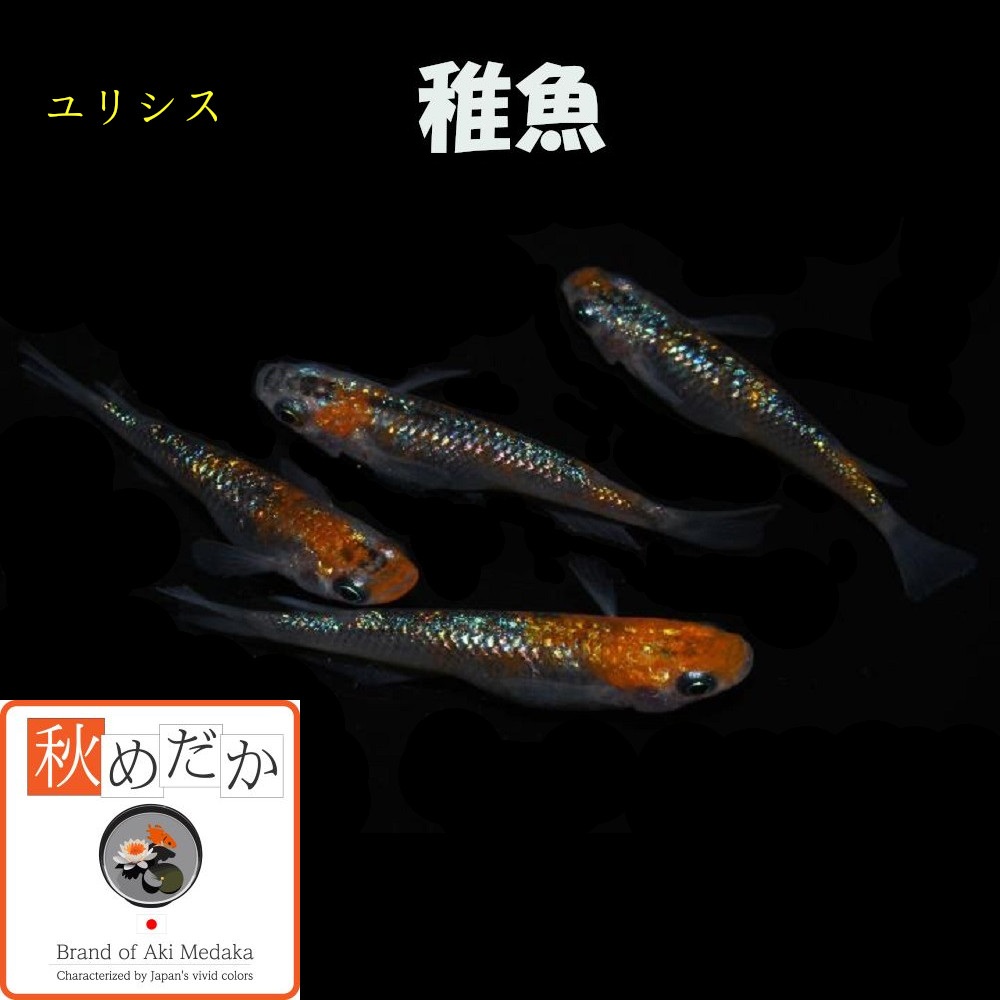 稚魚(1～2cm) ユリシス10匹無選別
