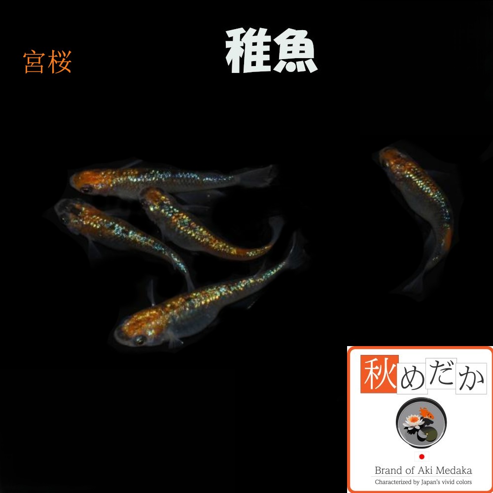 稚魚(1～2cm) 宮桜10匹無選別