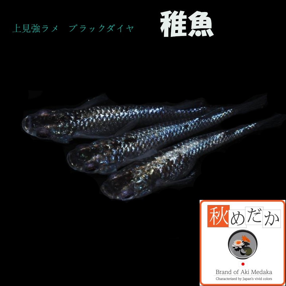 稚魚(1～2cm)上見強ラメ ブラックダイヤ10匹無選別