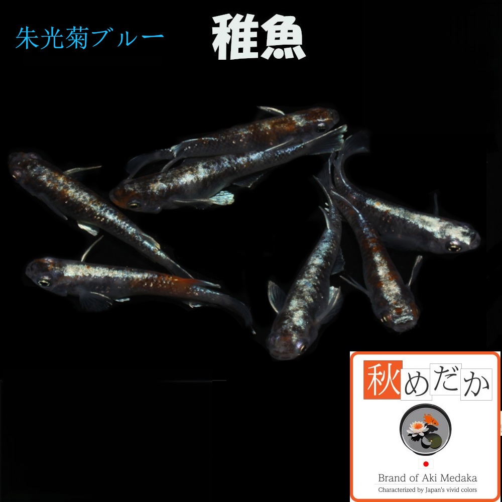 稚魚(1～2cm) 朱光菊ブルー系10匹無選別