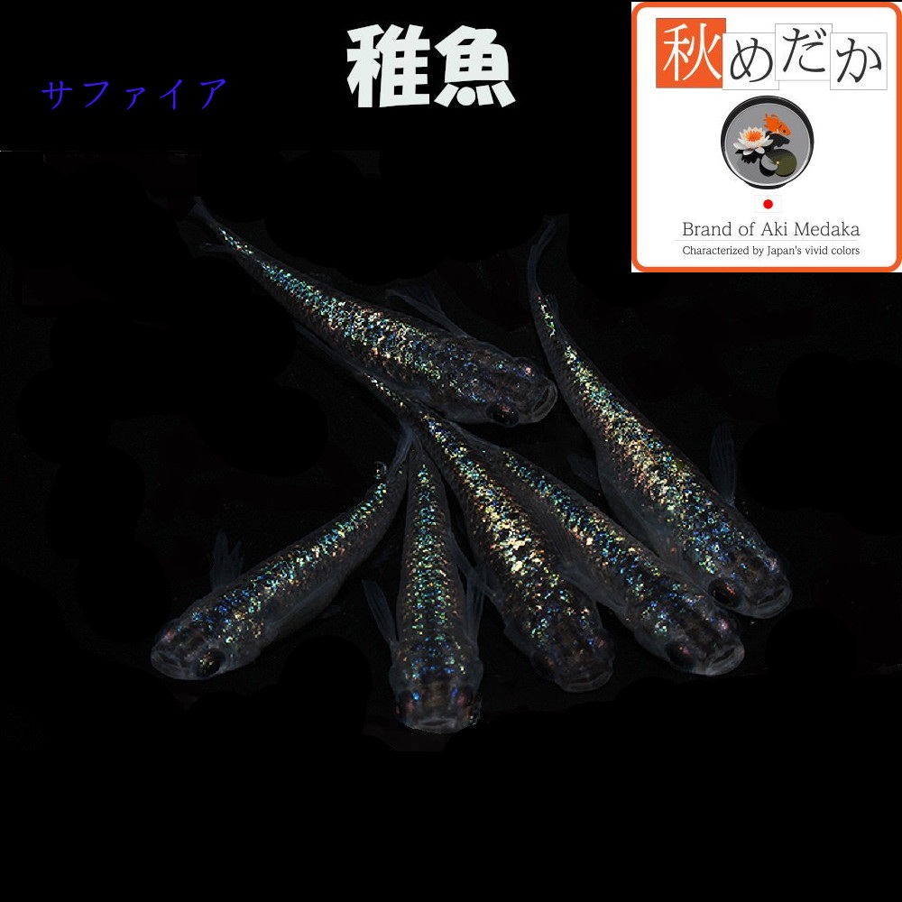 稚魚(1～2cm) サファイア10匹無選別