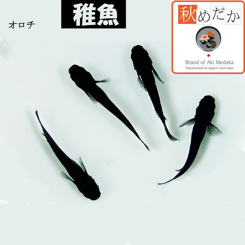 稚魚(1～2cm)  オロチ10匹無選別
