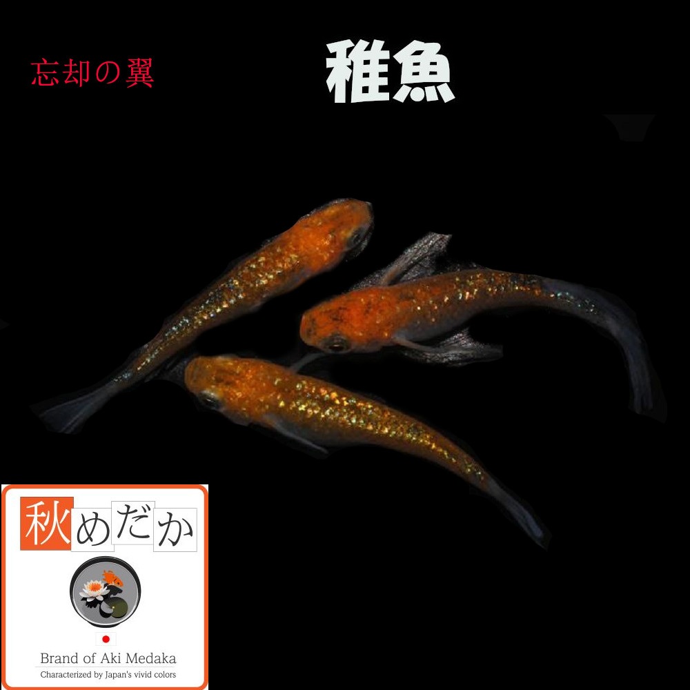 稚魚(1～2cm)忘却の翼 10匹無選別