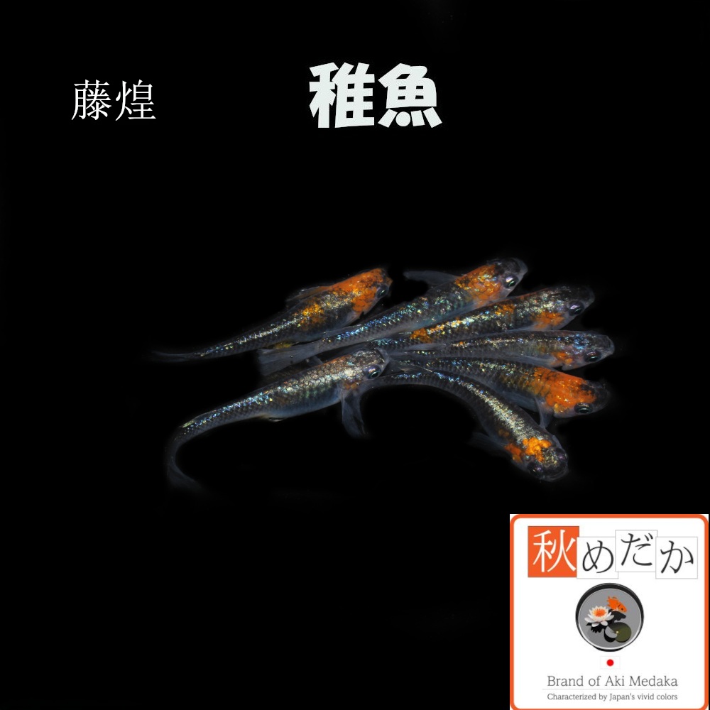 稚魚(1～2cm) 藤煌（松井系)10匹無選別