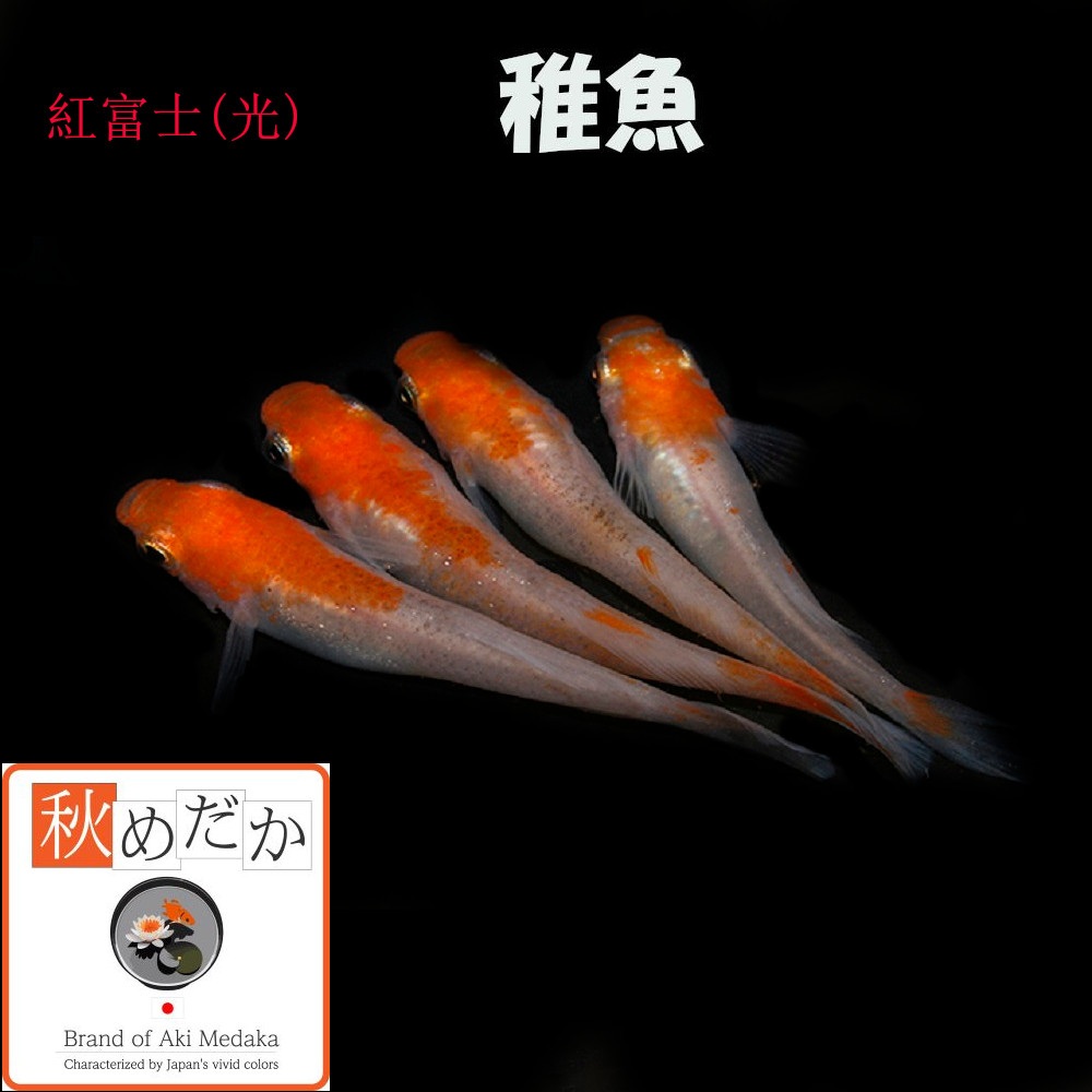 稚魚(1～2cm)紅富士(光) 10匹無選別