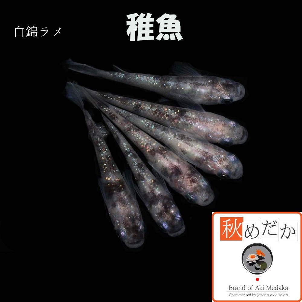 稚魚(1～2cm)白錦ラメ 10匹無選別