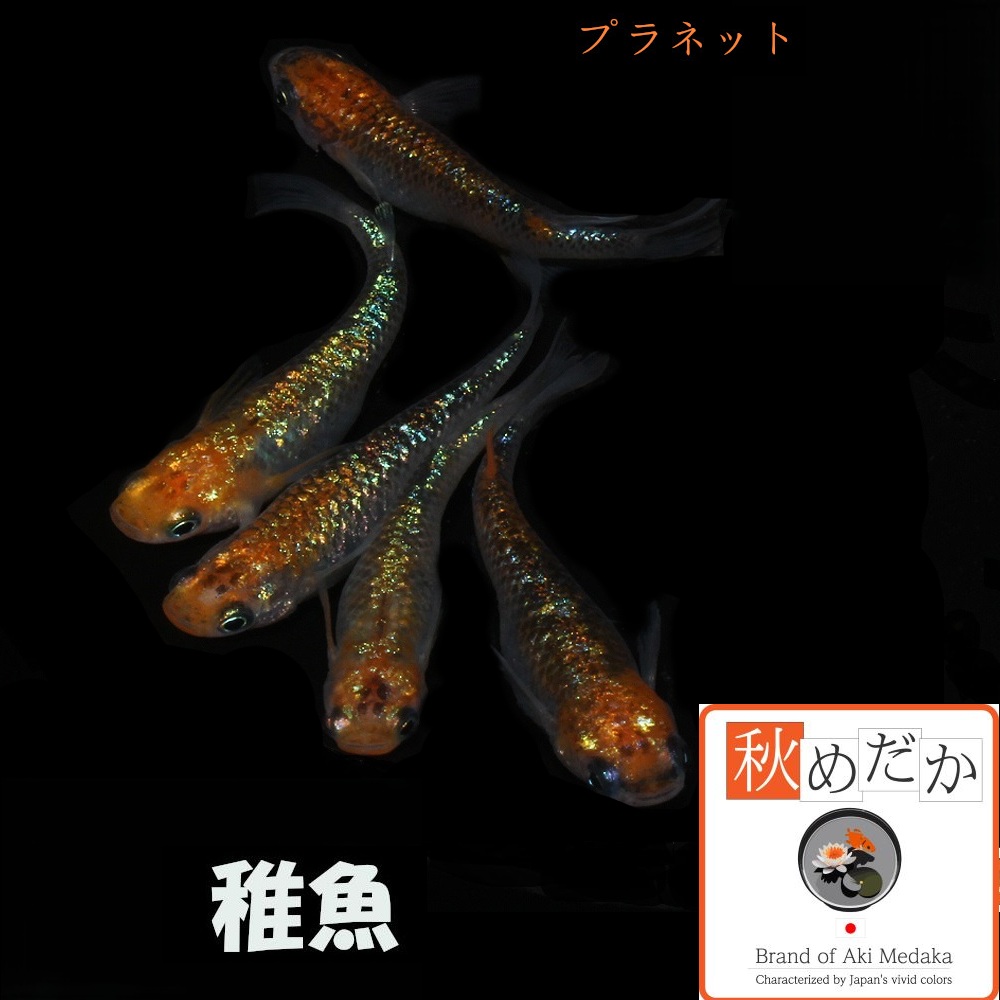 稚魚(1～2cm)  プラネット10匹無選別