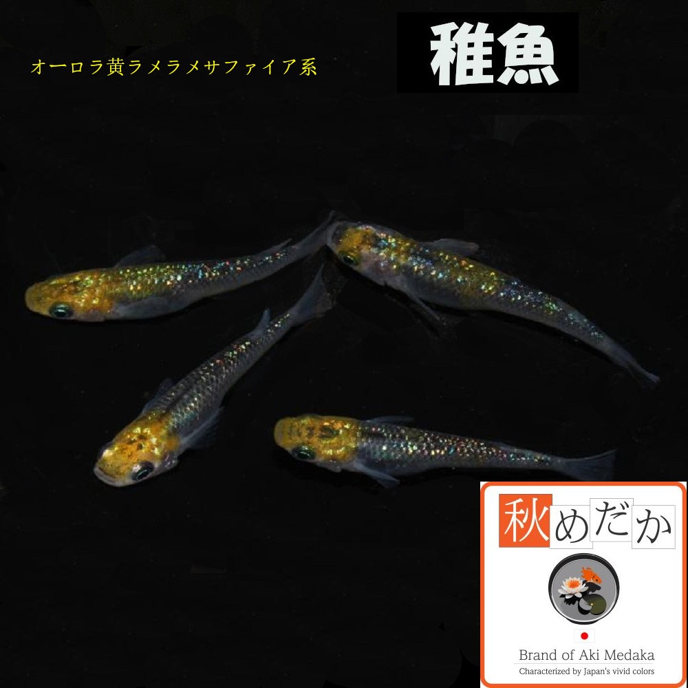稚魚(1～2cm) オーロラ黄ラメサファイア系 10匹無選別