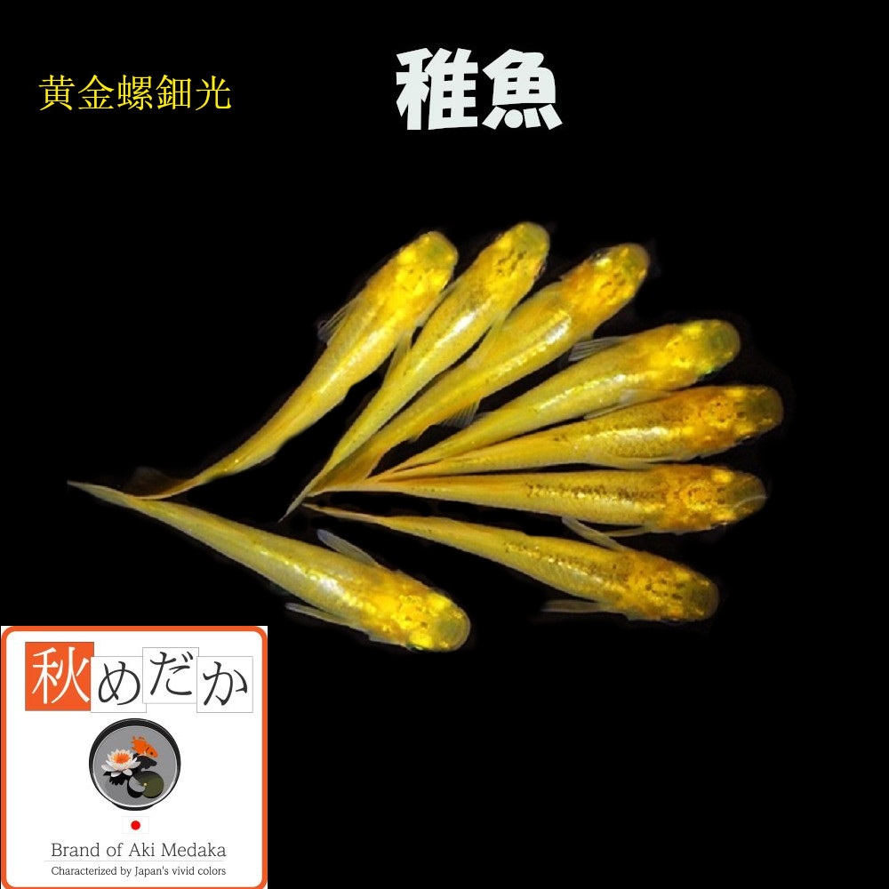 稚魚(1～2cm) 黄金螺鈿光10匹無選別