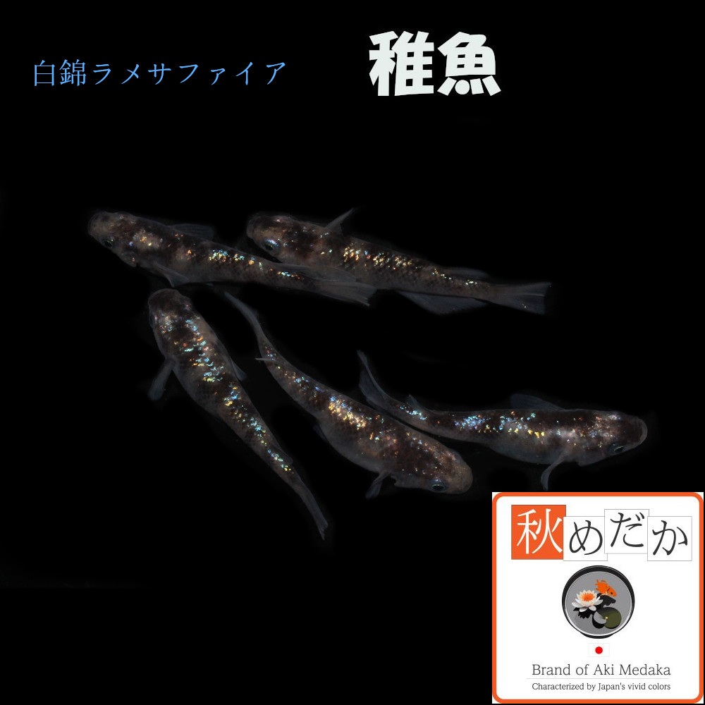 稚魚(1～2cm)白錦ラメ サファイア系 10匹無選別