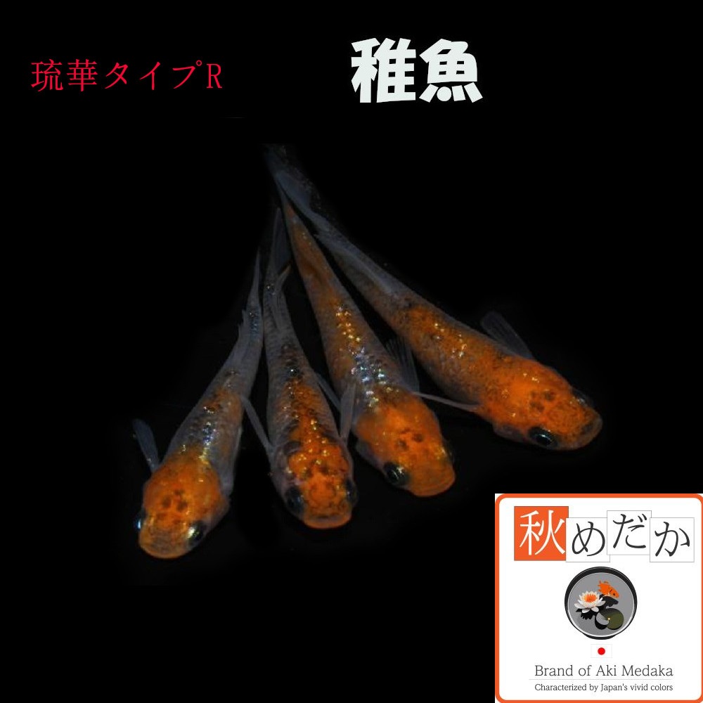 稚魚(1～2cm)琉華タイプR 10匹無選別