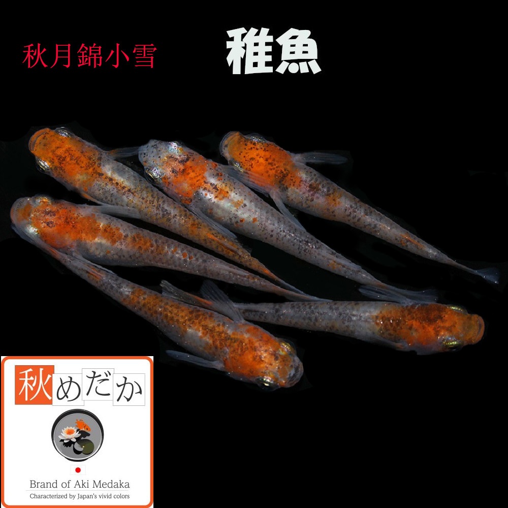 稚魚(1～2cm) 秋月錦小雪10匹無選別
