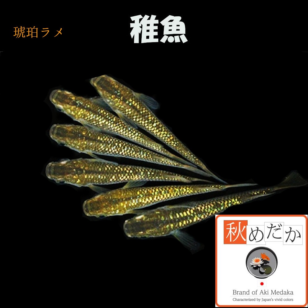 稚魚(1～2cm) 琥珀ラメ10匹無選別