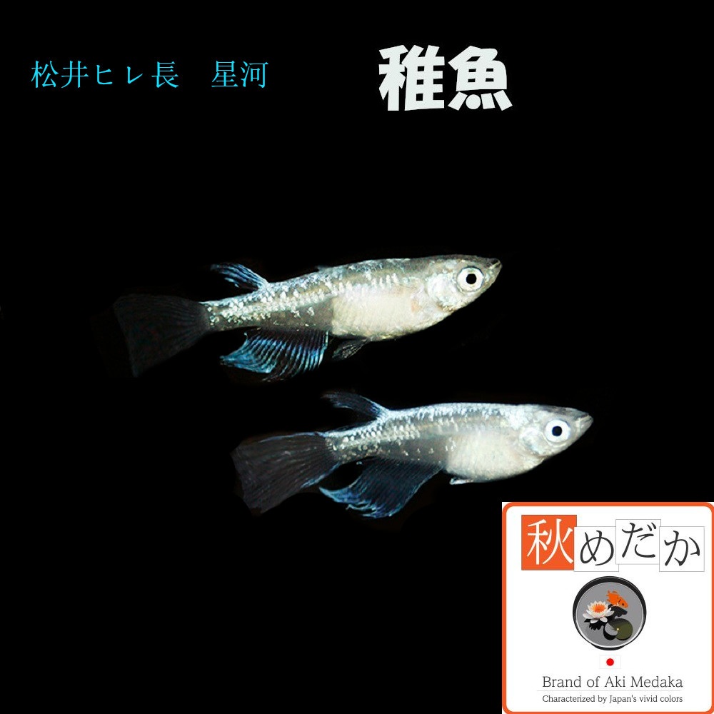 稚魚(1～2cm) 松井ヒレ長 星河10匹無選別