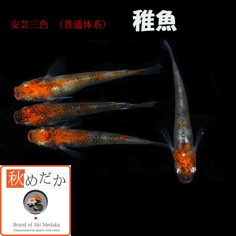 稚魚(1～2cm) 安芸三色10匹無選別