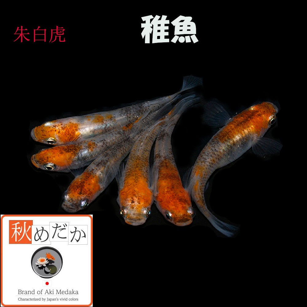 稚魚(1～2cm) 朱白虎10匹無選別